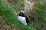 Puffin