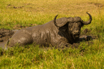 Mud Bath