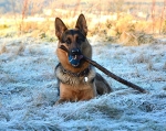 Tess