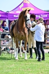 SBM_03919