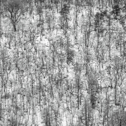 A path runs through it.