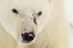 Scarred male Polar Bear close-up, Churchill, Canada