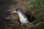 Shearwater