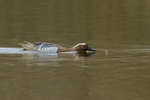 Garganey (male) feeding on insects, Stratfield Brake