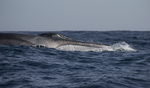 Fin Whale, Pico Island, Azores
