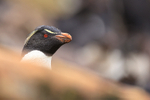 Rockhopper Penguin head, Saunders Island, Falklands