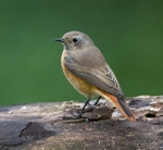 Female Common Redstart