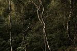 Life Lines