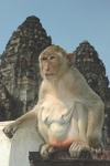 Macaque Monkeys - Thailand
