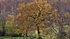 Autumn 6 Tree n Gate_6545
