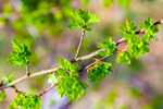 Hawthorn-2504