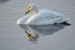 Whooper Swan