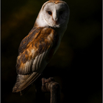 Digital - Bronze - John Powell - Barney