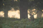 Red Deer dawn
