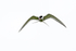 Arctic Tern