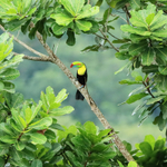 Keel-billed Toucan portfolio
