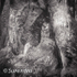 Bark 41