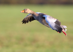 Greylag Goose