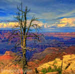 Lonely Old Tree