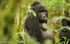Big silver backed mountain gorilla.