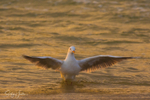 Gull Golden Dance 5