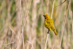 Bird Weaver Bird limpopo south africa