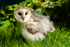 barn owl tyto alba-0089