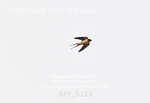 BPP_6129