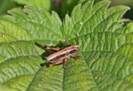 Roesel’s Bush-cricket
