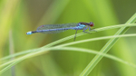 Red Eyed Damselfly.