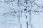 Fontmell woods in snow