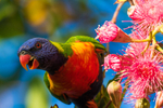Lorikeet in Gum Tree 3