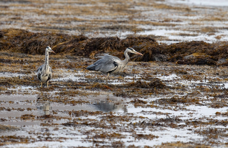 Grey Heron - Isle of Mull - Scotland