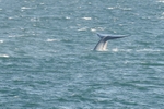 Blue Whale Tail Fluke