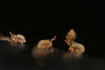 Sminthurides aquaticus portfolio