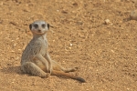 Meerkat having a rest (Colchester Zoo)