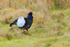 Black Grouse (male) displaying, Scotland