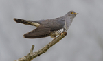 Male Cuckoo