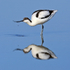 Avocet drinking in the lagoon at Brownsea Island