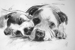 portrait commissions portfolio