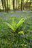Bluebells (Hyacinthoides non-scripta)  _ WOOD_015