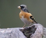 Brambling