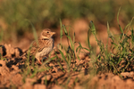 Calandra Lark in a field, Montgai, Spain