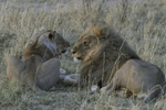 Lion Pair