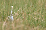Great Egret stalking, Viera Wetlands, Florida