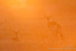 Springbok at sunrise
