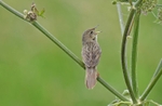 Grasshopper Warbler