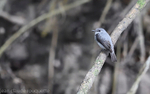 Odzala National Park (République du Congo (2019) portfolio