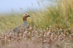 Ruddy-headed Goose head above pink foliage, Carcass Island, Falklands