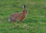 Brown Hare